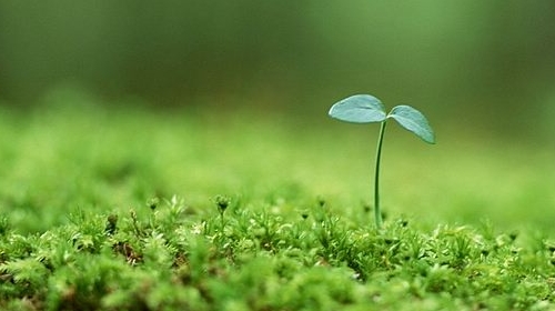 Sprouts
